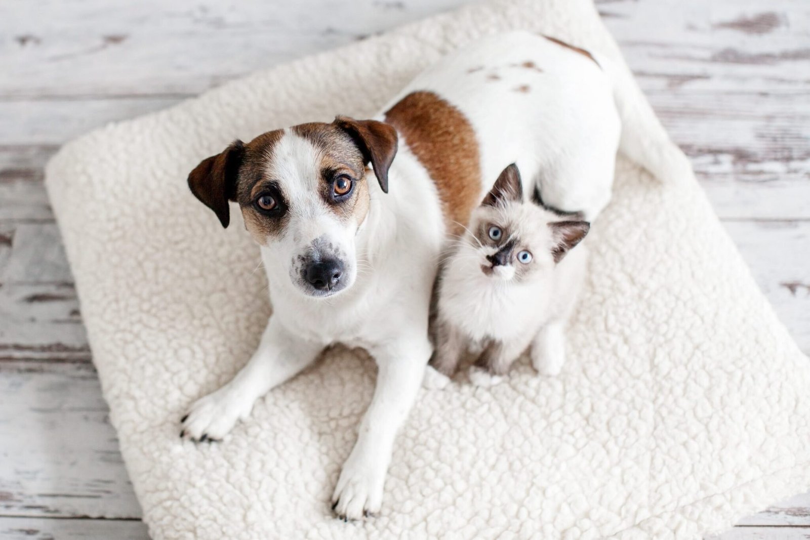 Pet odors